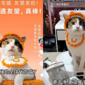 涨粉230万后，“真棒”小猫成广告界顶流