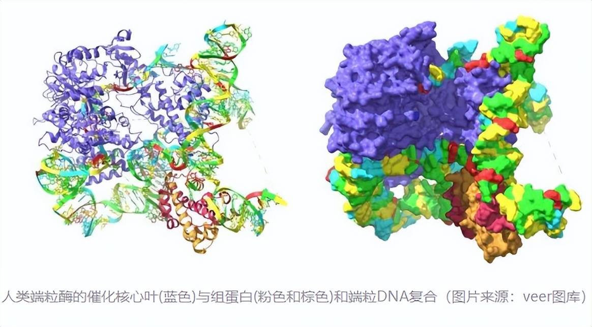 生命科学的基因,生命科学基因工程