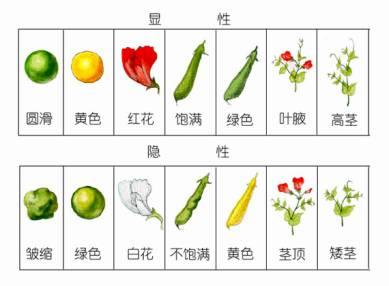 生命科学性状分析图片的简单介绍