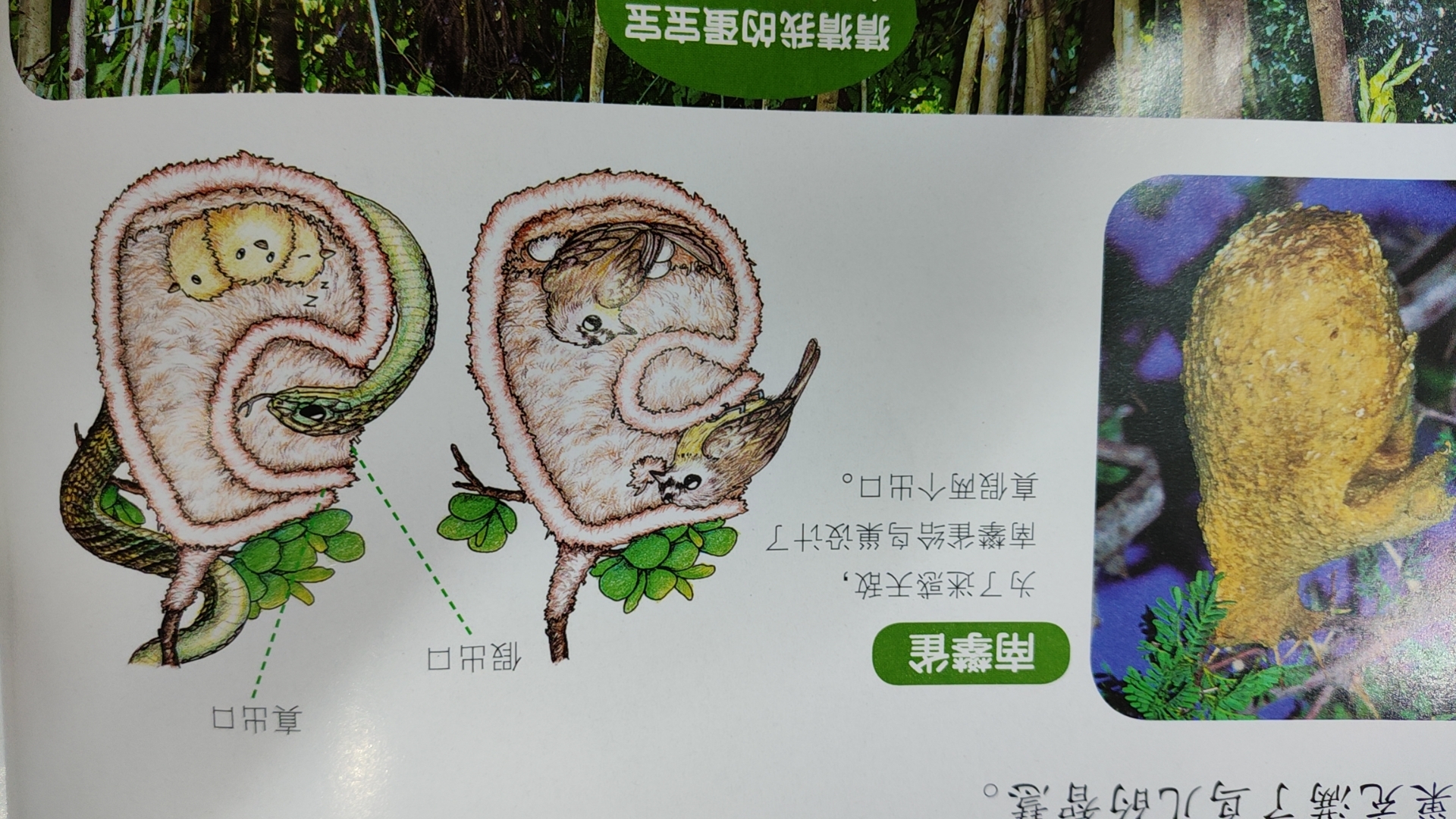 猫捉老鼠生命科学探究,猫捉老鼠生命科学探究方法