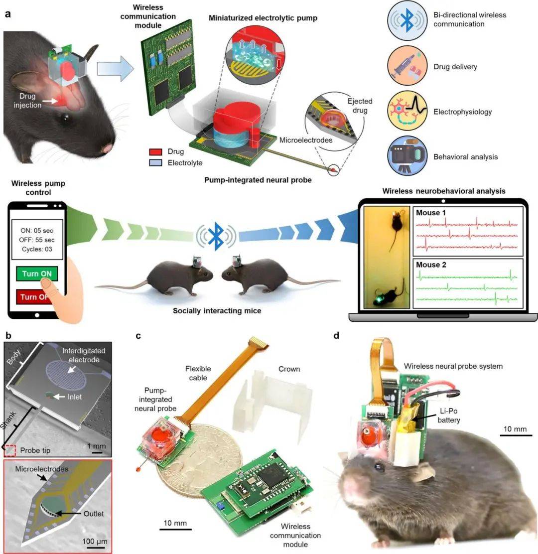 猫捉老鼠生命科学探究,猫捉老鼠生命科学探究方法