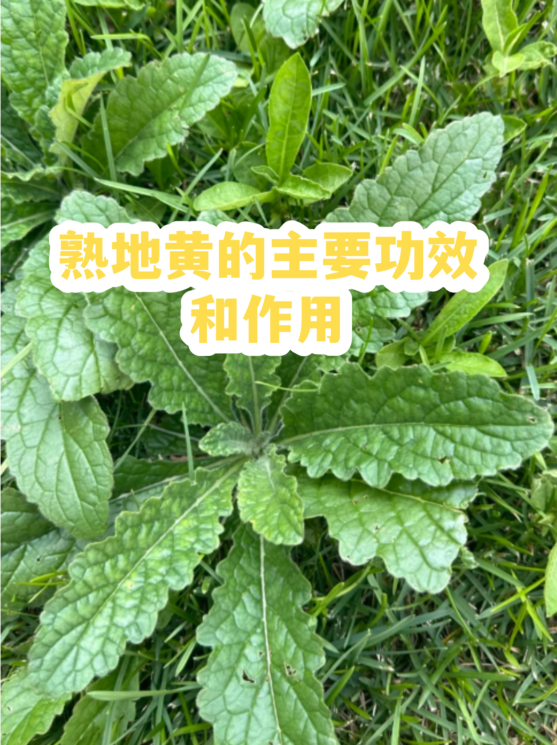 熟地黄健康生活伴侣,熟地黄对身体的好处有哪些