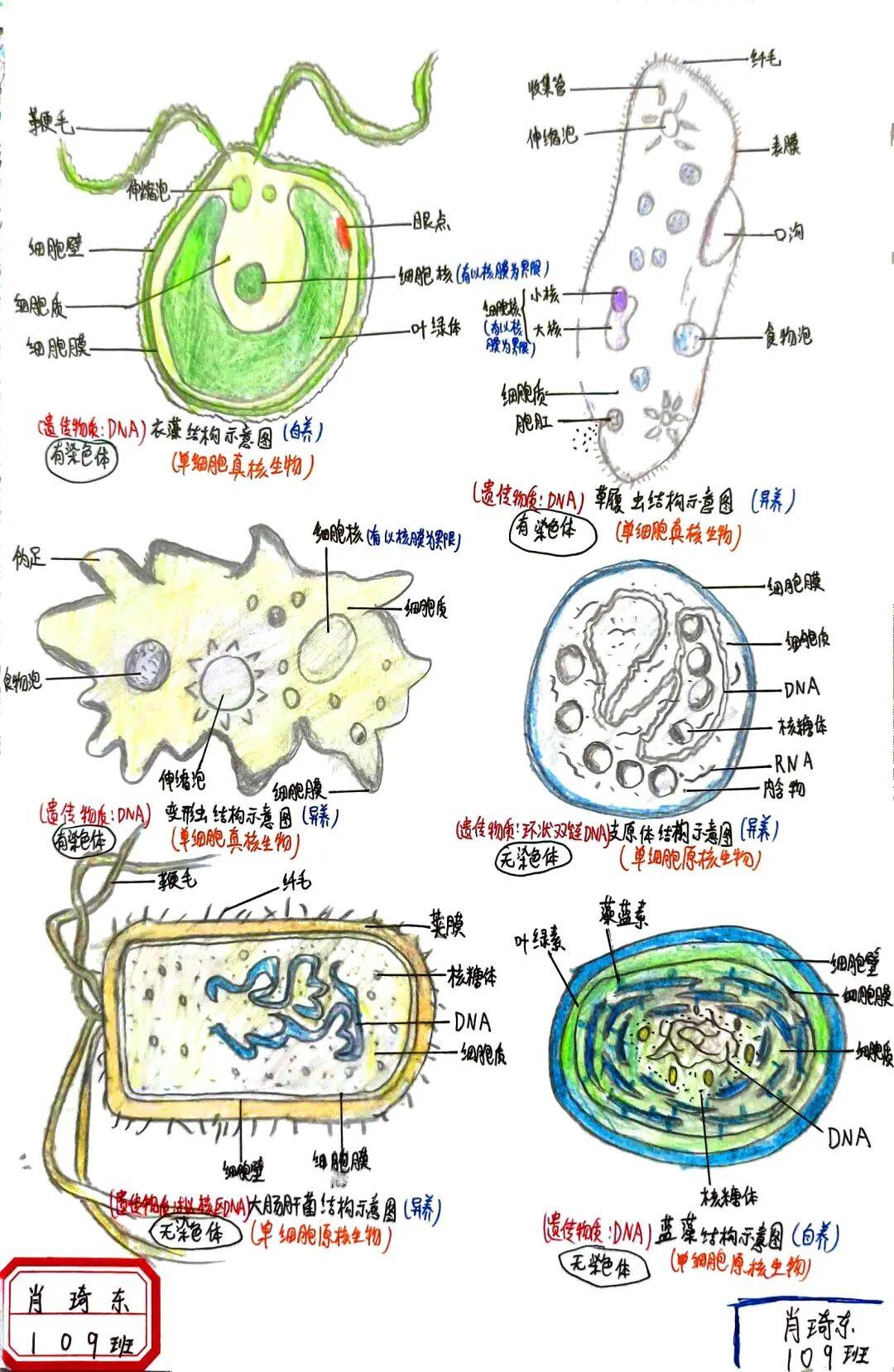 生命科学小报框架图片,生命科学绘画简单又漂亮 生命科学小报框架图片,生命科学绘画简单又漂亮