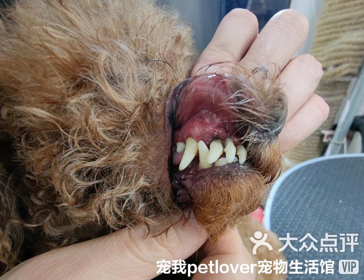 萌宠健康生活馆评价,萌宠宠物用品有限公司公司简介 萌宠健康生活馆评价,萌宠宠物用品有限公司公司简介