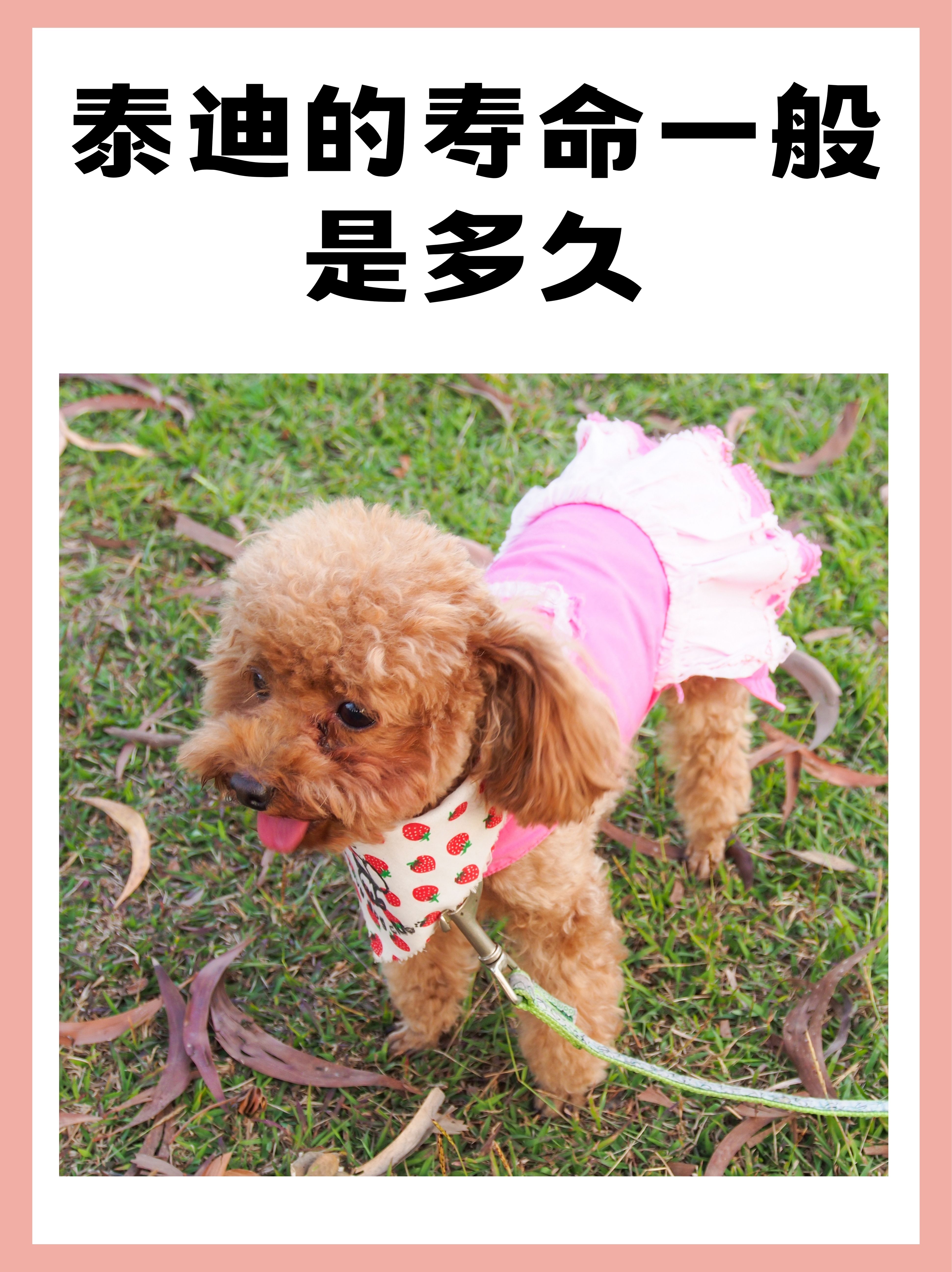灰泰迪健康生活,灰泰迪体型分类表