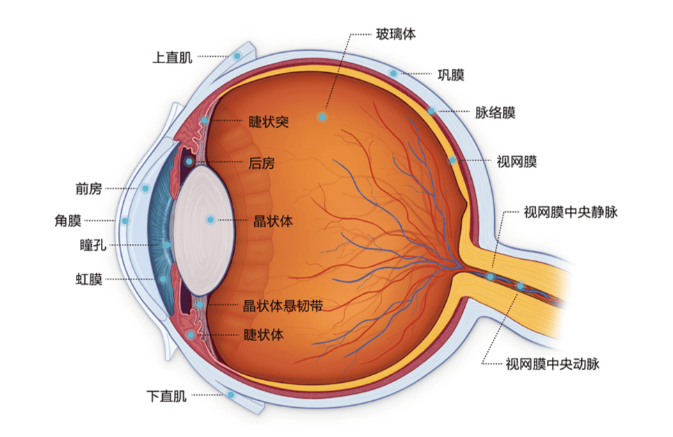 物理人眼睛里的世界,物理眼睛和眼镜讲解视频