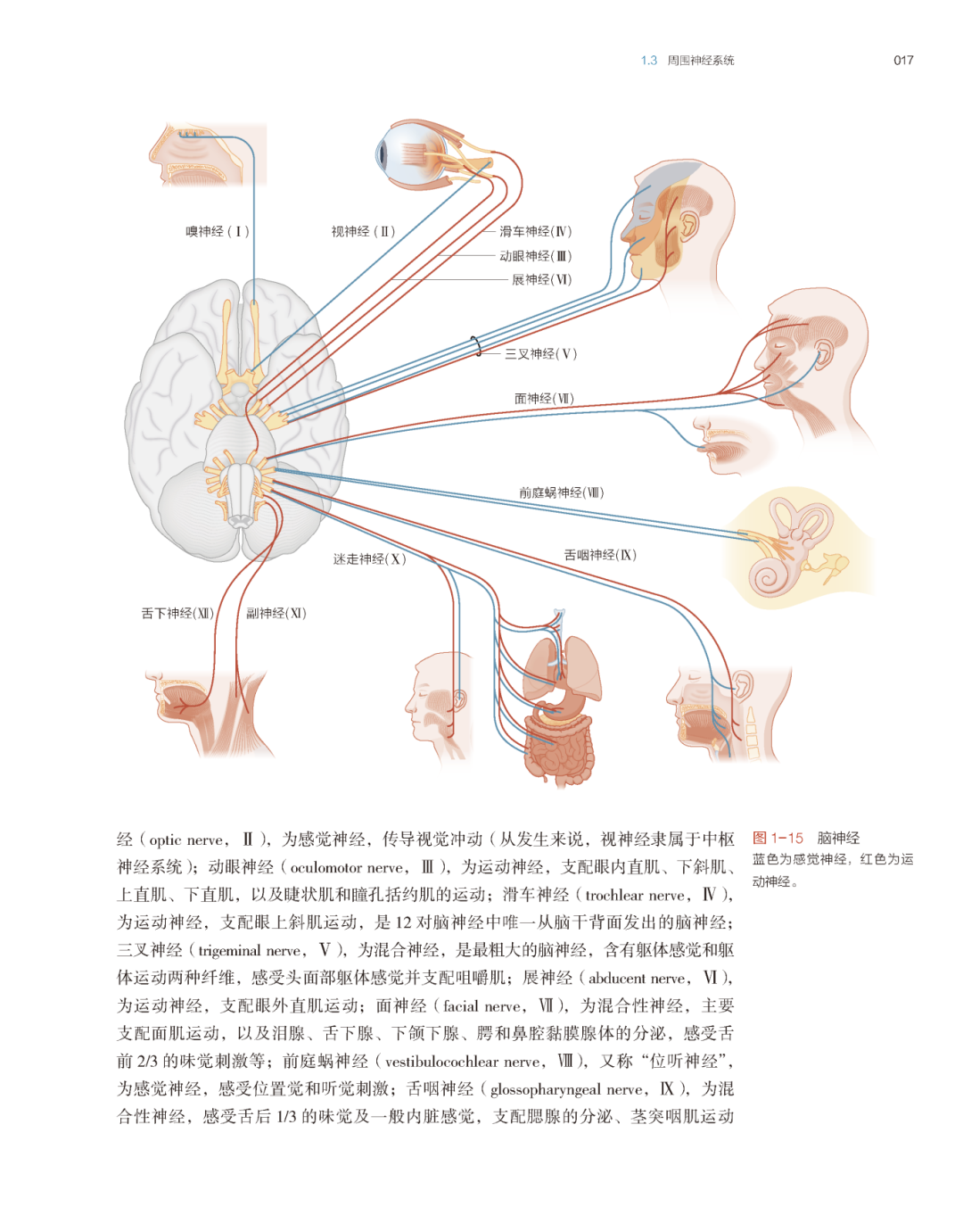 神经科学与生命科学,神经科学专业是干什么的
