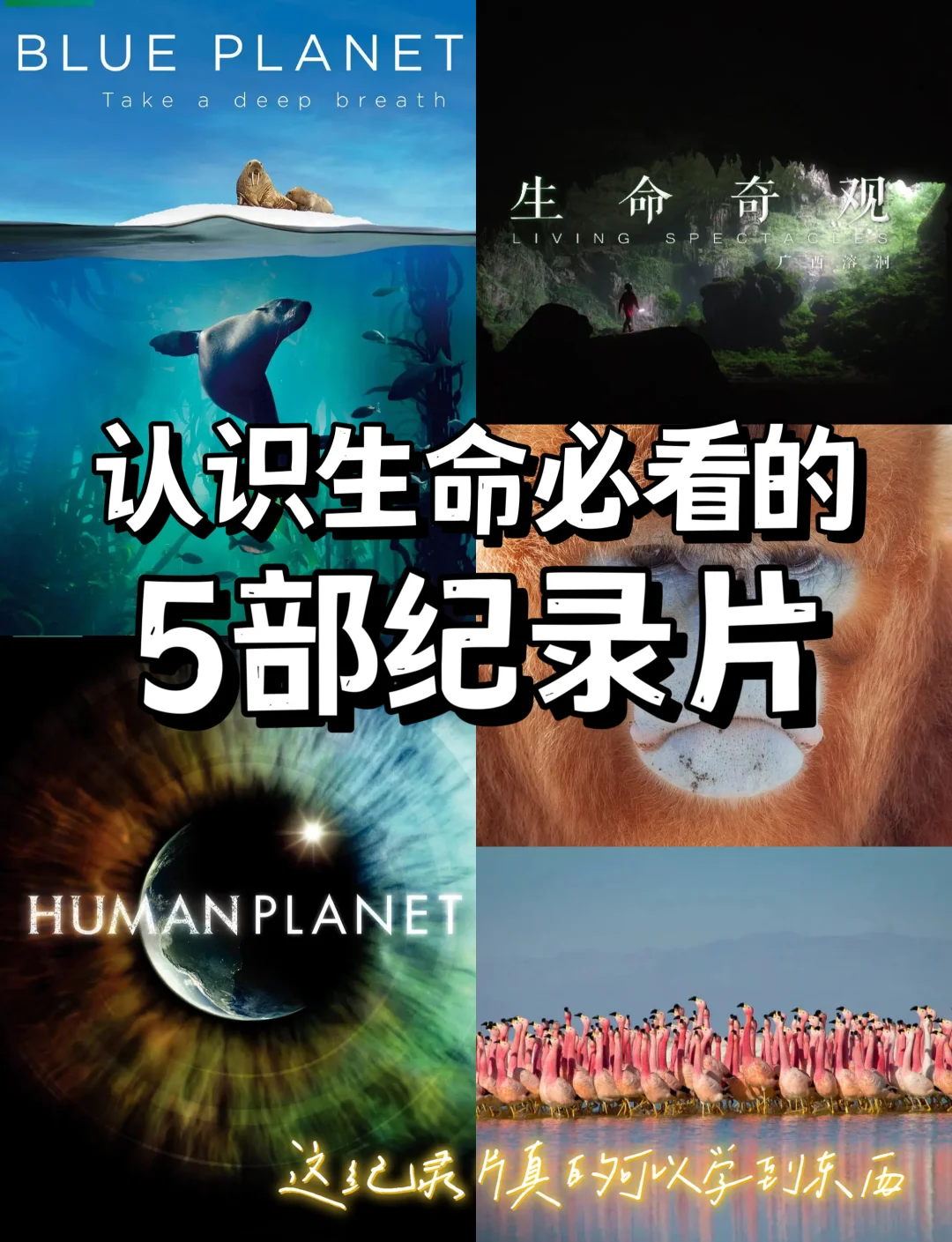 生命科学导论科普视频,生命科学导论科普视频大全
