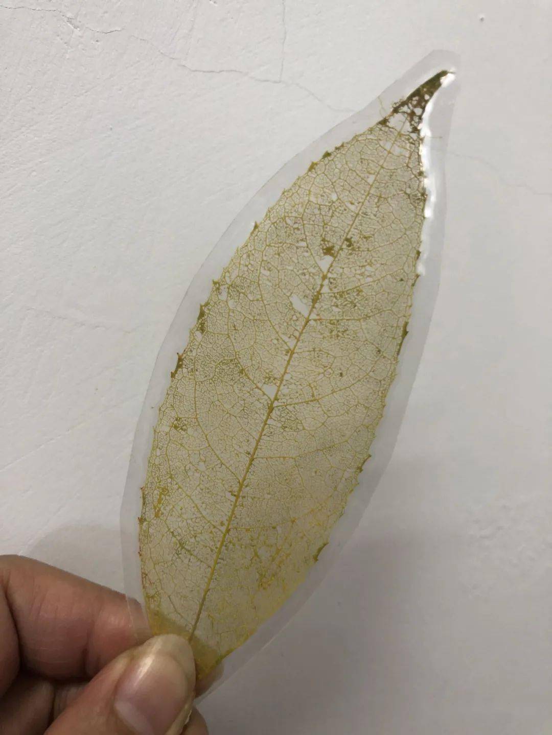 生命科学结课论文植物,生命科学学院植物生理学 生命科学结课论文植物,生命科学学院植物生理学