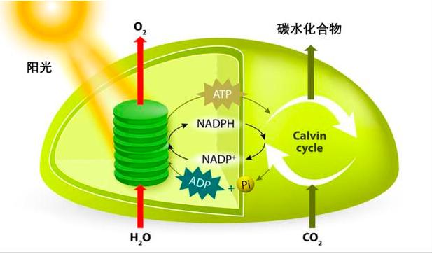 地球科学家公司排名,地质勘探上市公司一览表