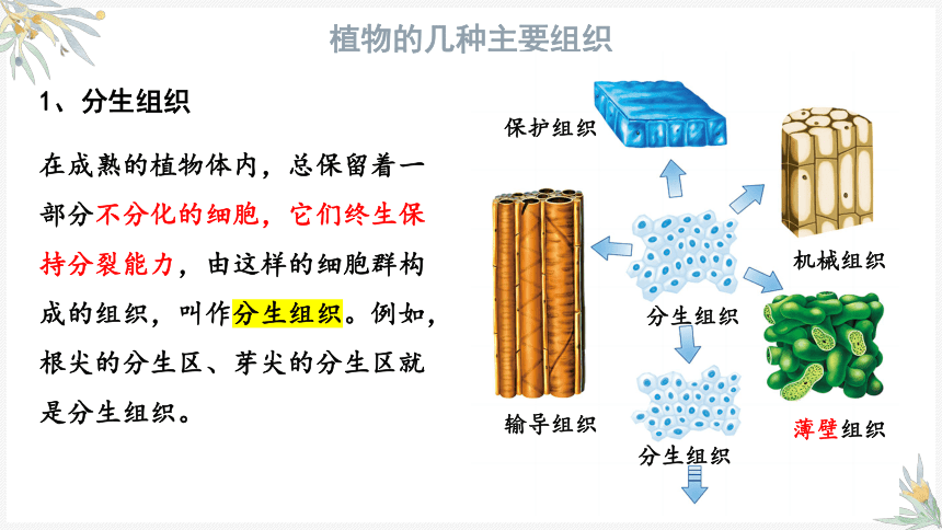 生命科学框架图怎么画,生命科学框架图怎么画好看