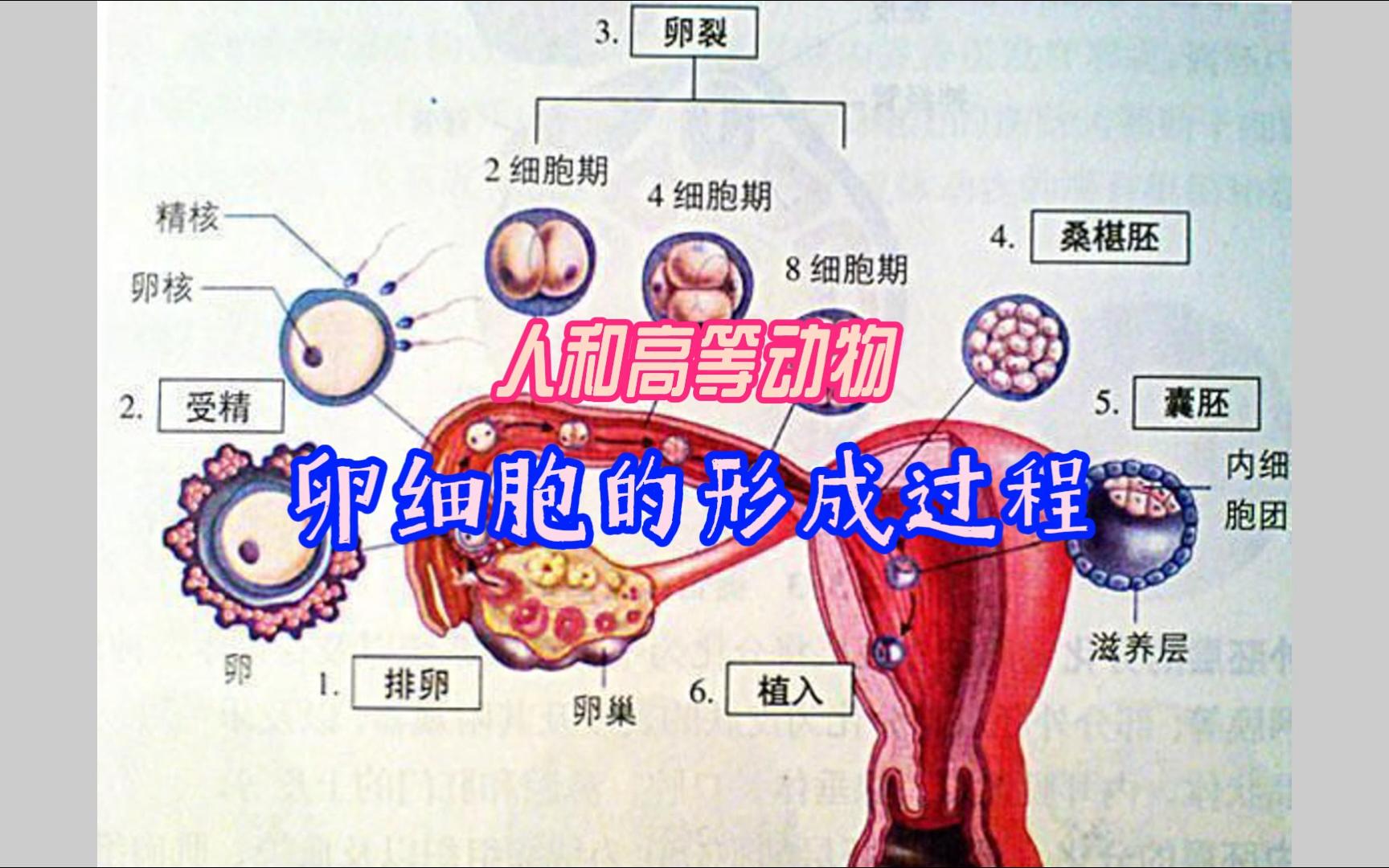 动物生命科学是干嘛的,动物医学与生命科学有关系吗