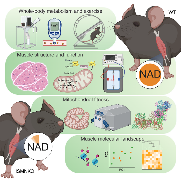 生命科学nad,南京大学化学和生物医药创新研究院