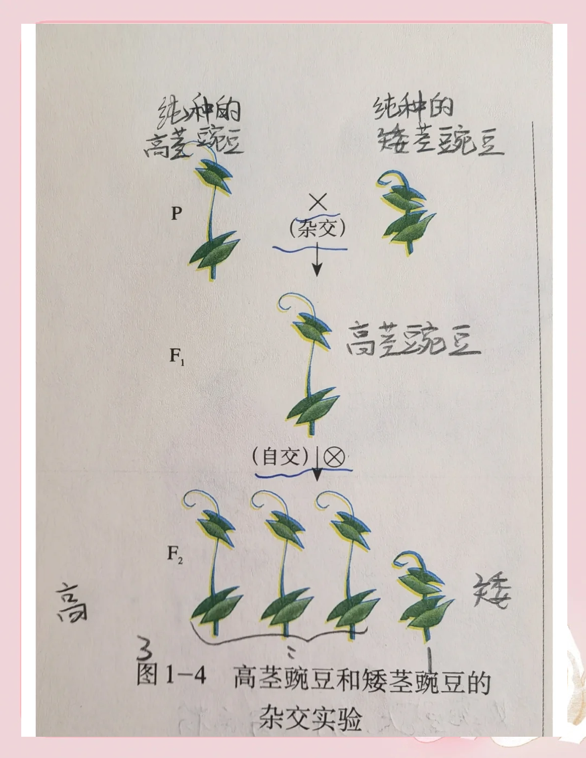 华南生命科学遗传学,华南师范大学生命科学学院首页 华南生命科学遗传学,华南师范大学生命科学学院首页