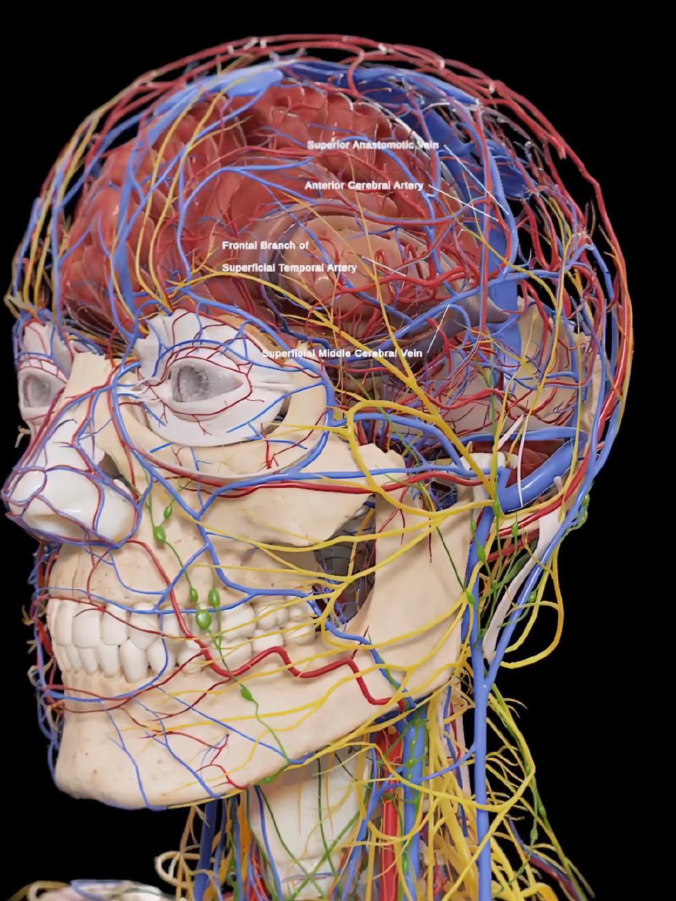 男性生命科学科普,男性生殖健康的基本知识 男性生命科学科普,男性生殖健康的基本知识