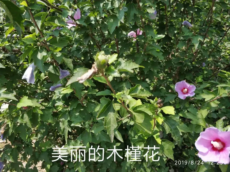 生命科学对园林的影响,生命科学与人类生活的关系