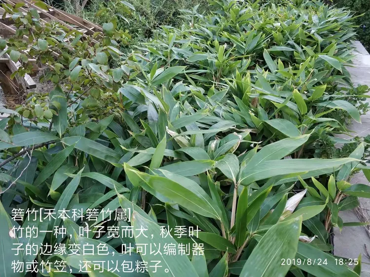 生命科学对园林的影响,生命科学与人类生活的关系 生命科学对园林的影响,生命科学与人类生活的关系