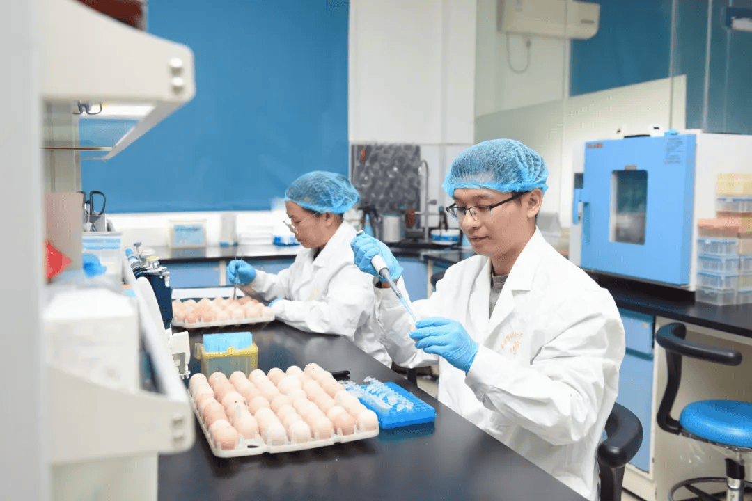鸡鸭屠宰科技前沿研究,鸡鸭屠宰科技前沿研究方向