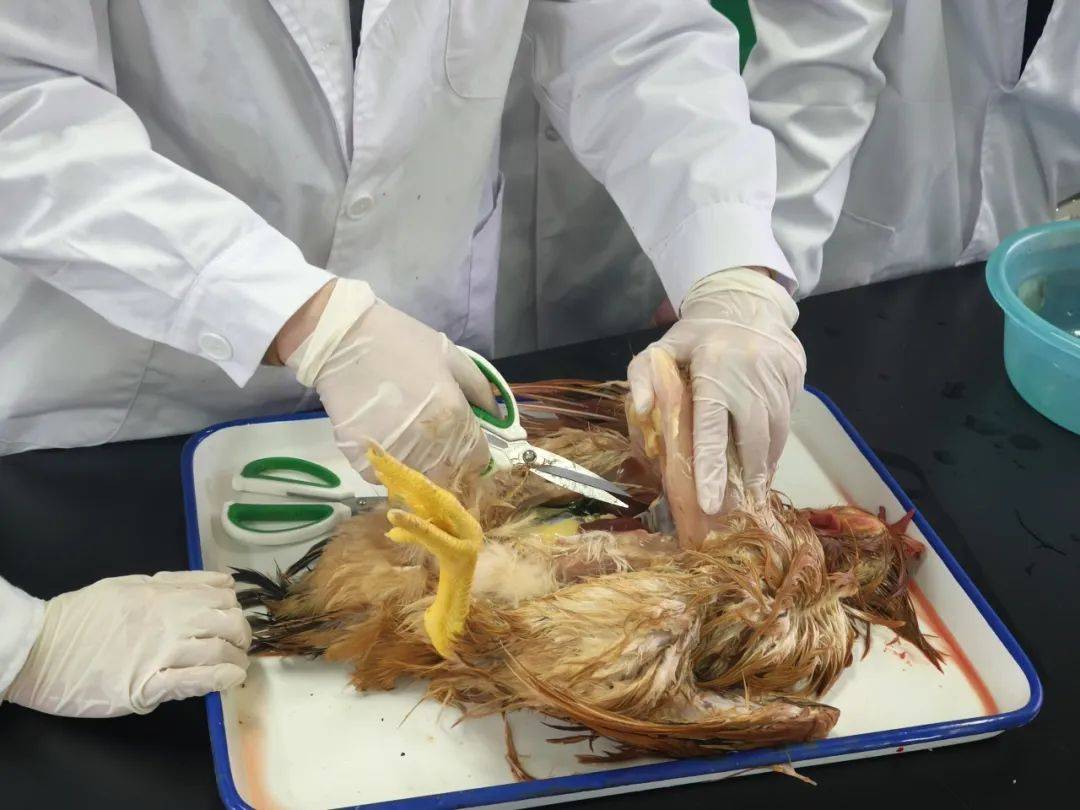 鸡鸭屠宰科技前沿研究,鸡鸭屠宰科技前沿研究方向 鸡鸭屠宰科技前沿研究,鸡鸭屠宰科技前沿研究方向