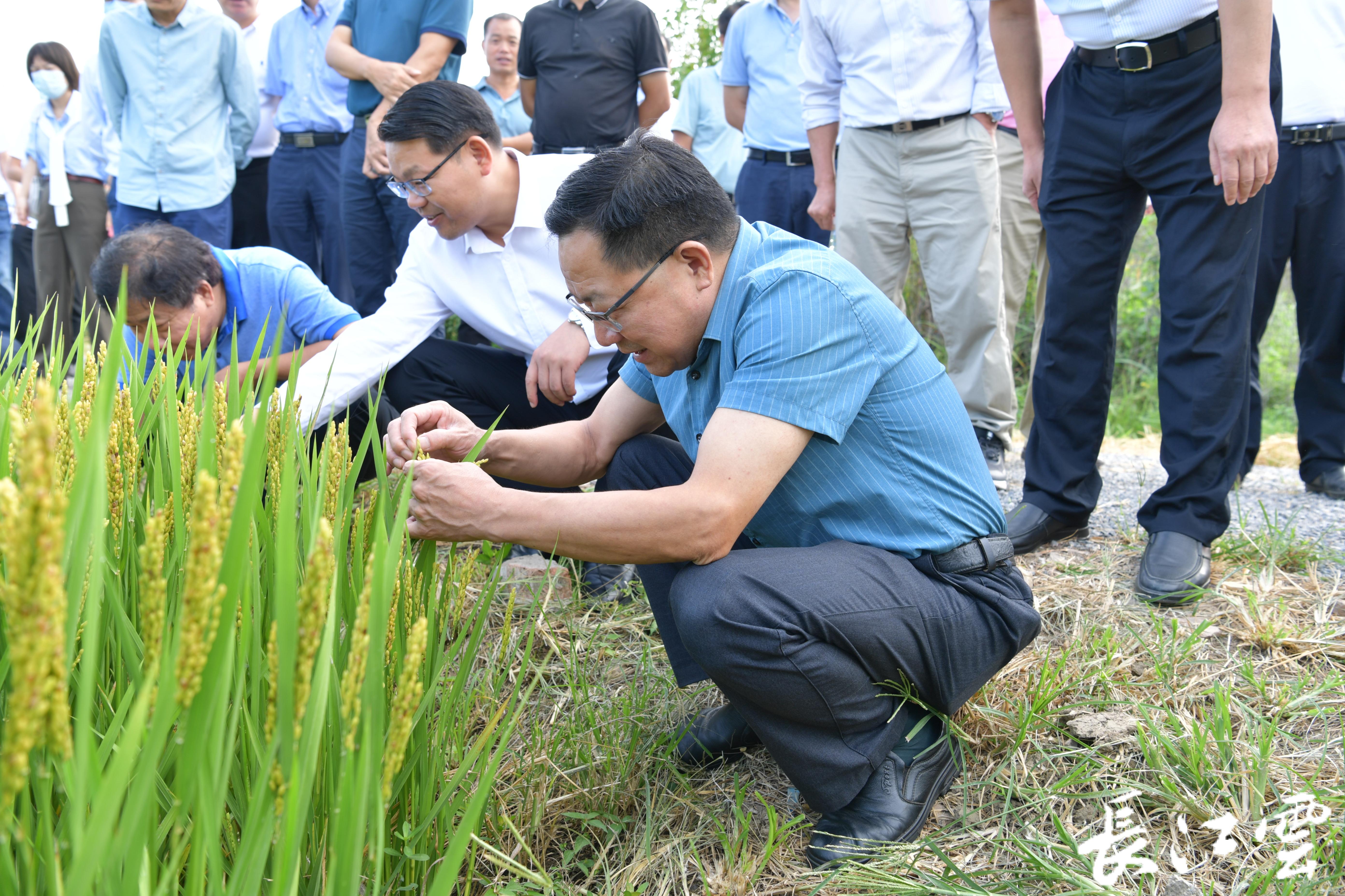 泰山生命科学水稻种植,泰山生命科学水稻种植基地 泰山生命科学水稻种植,泰山生命科学水稻种植基地