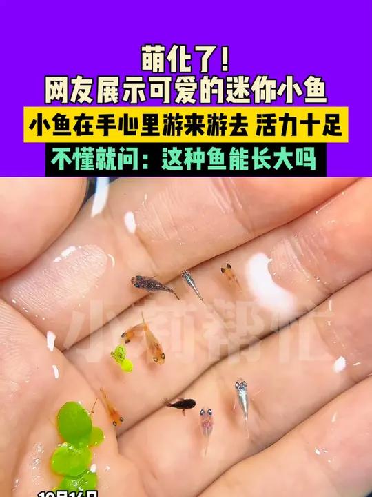 小班生命科学小鱼,小班生命科学小鱼教案反思