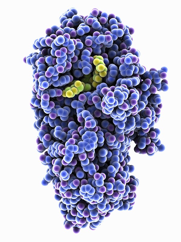 生命科学引物酶是什么,生命科学引物酶是什么意思