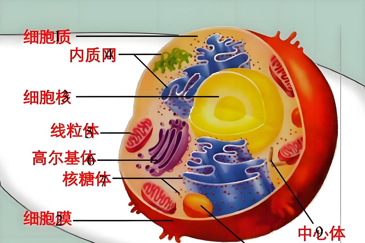 什么是地球生命科学,地球科学和生命科学分别是哪两个学科的 什么是地球生命科学,地球科学和生命科学分别是哪两个学科的