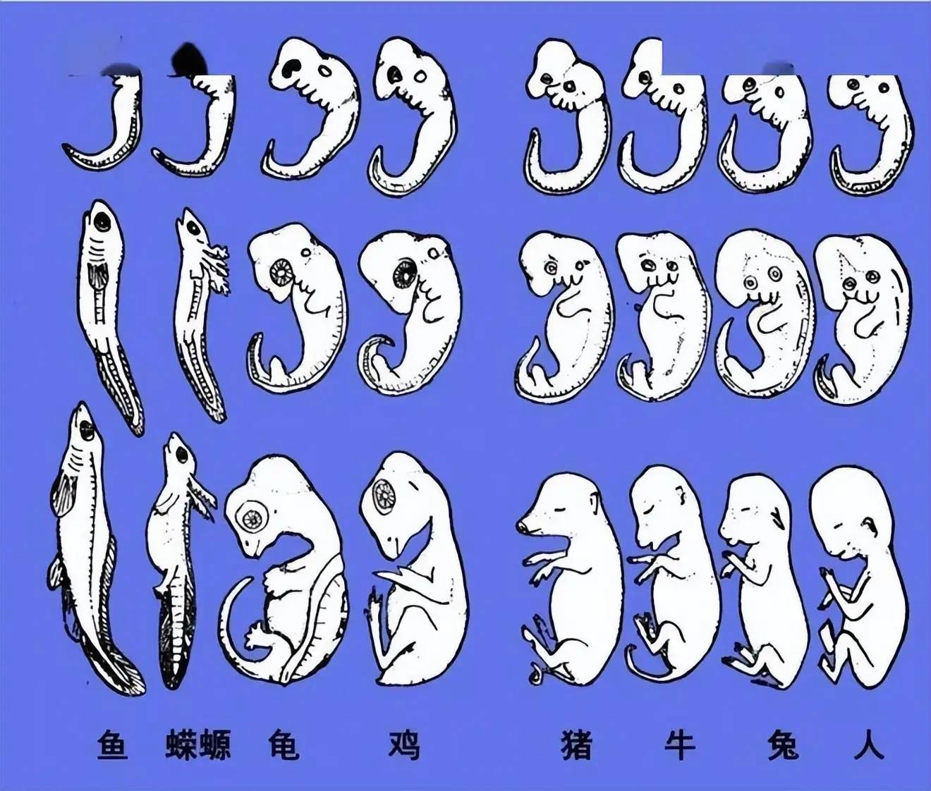 生命科学进化论,生命科学走向成功