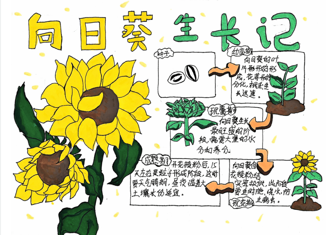 生命科学教案向日葵,六年级科学校园生物大搜索教案