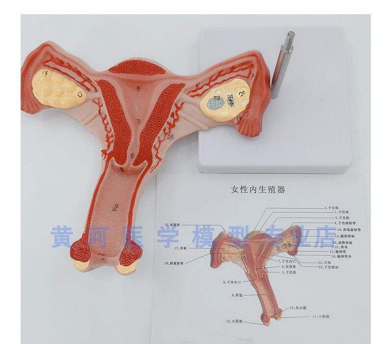 生命科学子宫,生命科学研究杂志官网 生命科学子宫,生命科学研究杂志官网