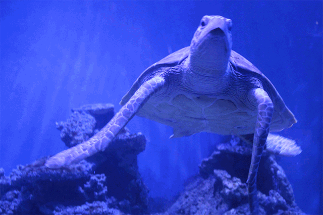 海洋科技前沿动态,海洋科技前沿动态研究 海洋科技前沿动态,海洋科技前沿动态研究