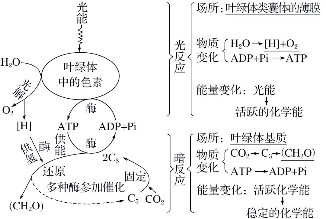 光合作用科技前沿研究,光合作用科技前沿研究论文 光合作用科技前沿研究,光合作用科技前沿研究论文
