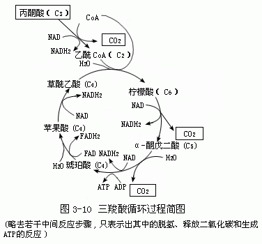 生命科学中三大问题,生命科学领域的六个主要概念 生命科学中三大问题,生命科学领域的六个主要概念