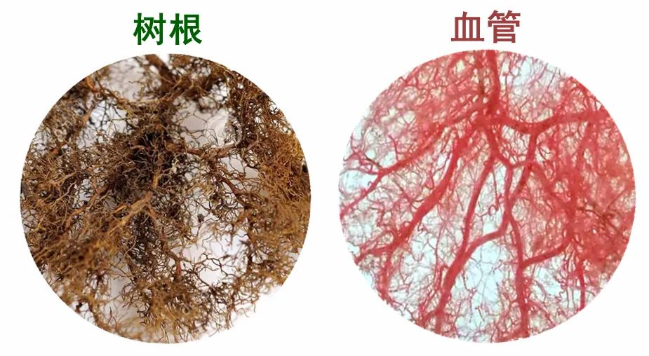 生命科学发展局限性,生命科学发展局限性包括