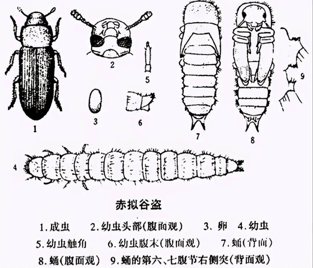 印度生命科学,印度神秘生物真实存在吗 印度生命科学,印度神秘生物真实存在吗