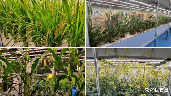 植物科技前沿,一亩桃树能产多少桃胶 植物科技前沿,一亩桃树能产多少桃胶