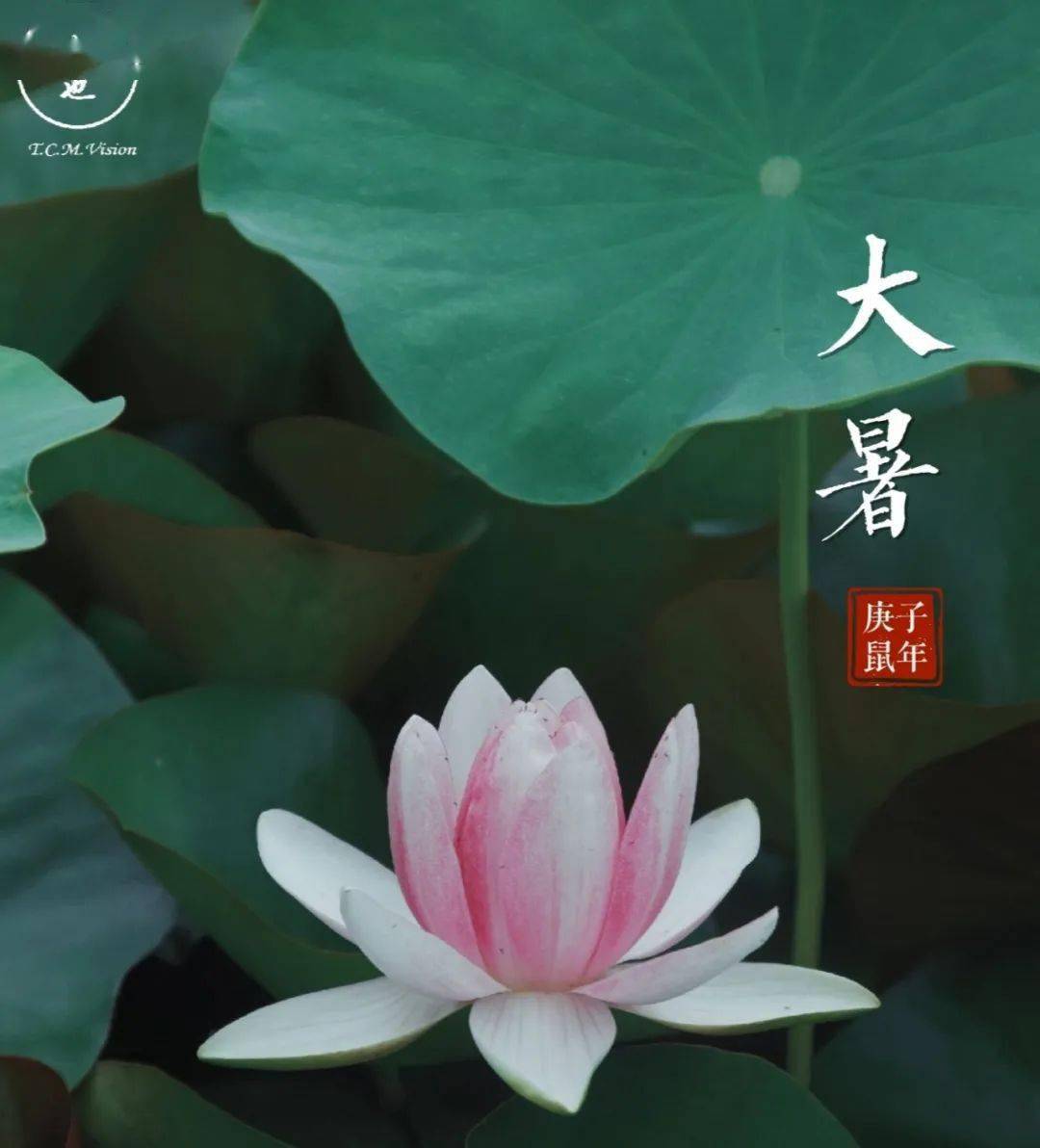 生命科学中医视频讲解,生命科学中医视频讲解教程