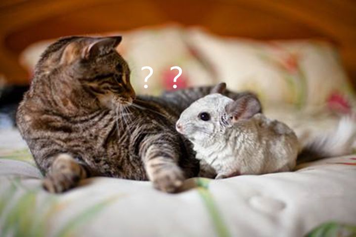 猫捉老鼠生命科学解释,猫捉老鼠是因为老鼠体内含有什么物质