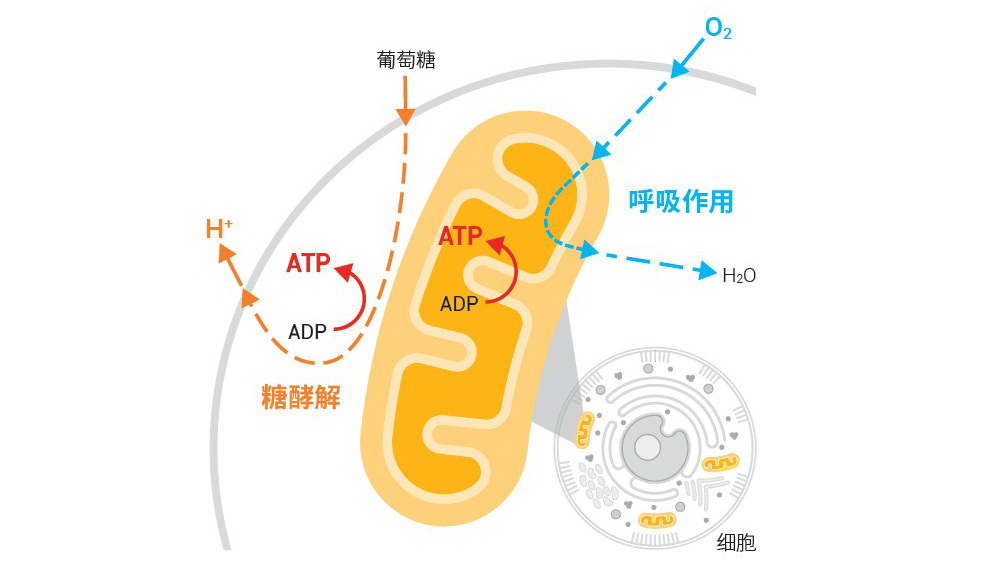 生命科学四大原理,生命科学的四大工具 生命科学四大原理,生命科学的四大工具