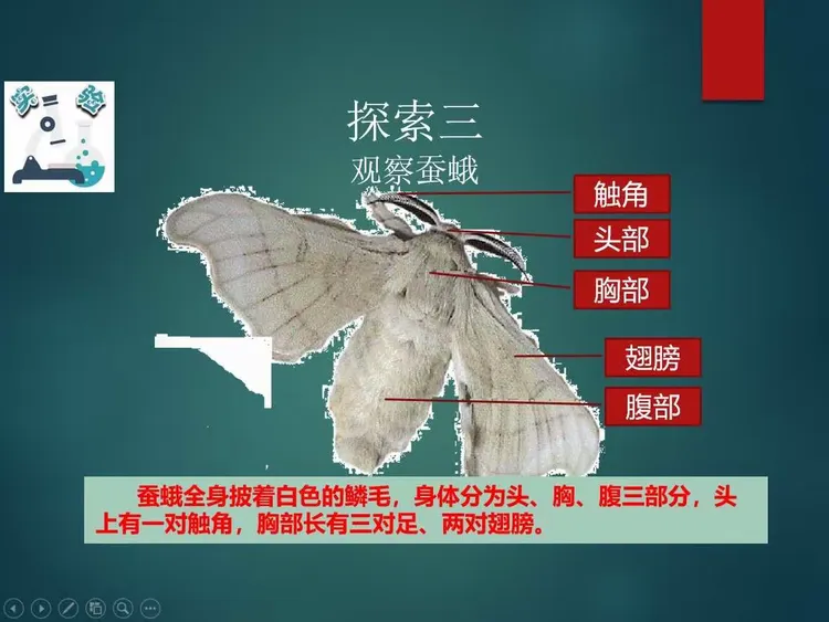 生命科学与安全三年级,三年级上册生命与安全考试题