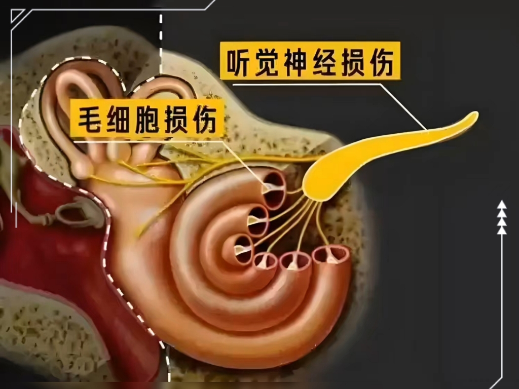 内耳科技前沿研究,内耳科技前沿研究进展 内耳科技前沿研究,内耳科技前沿研究进展