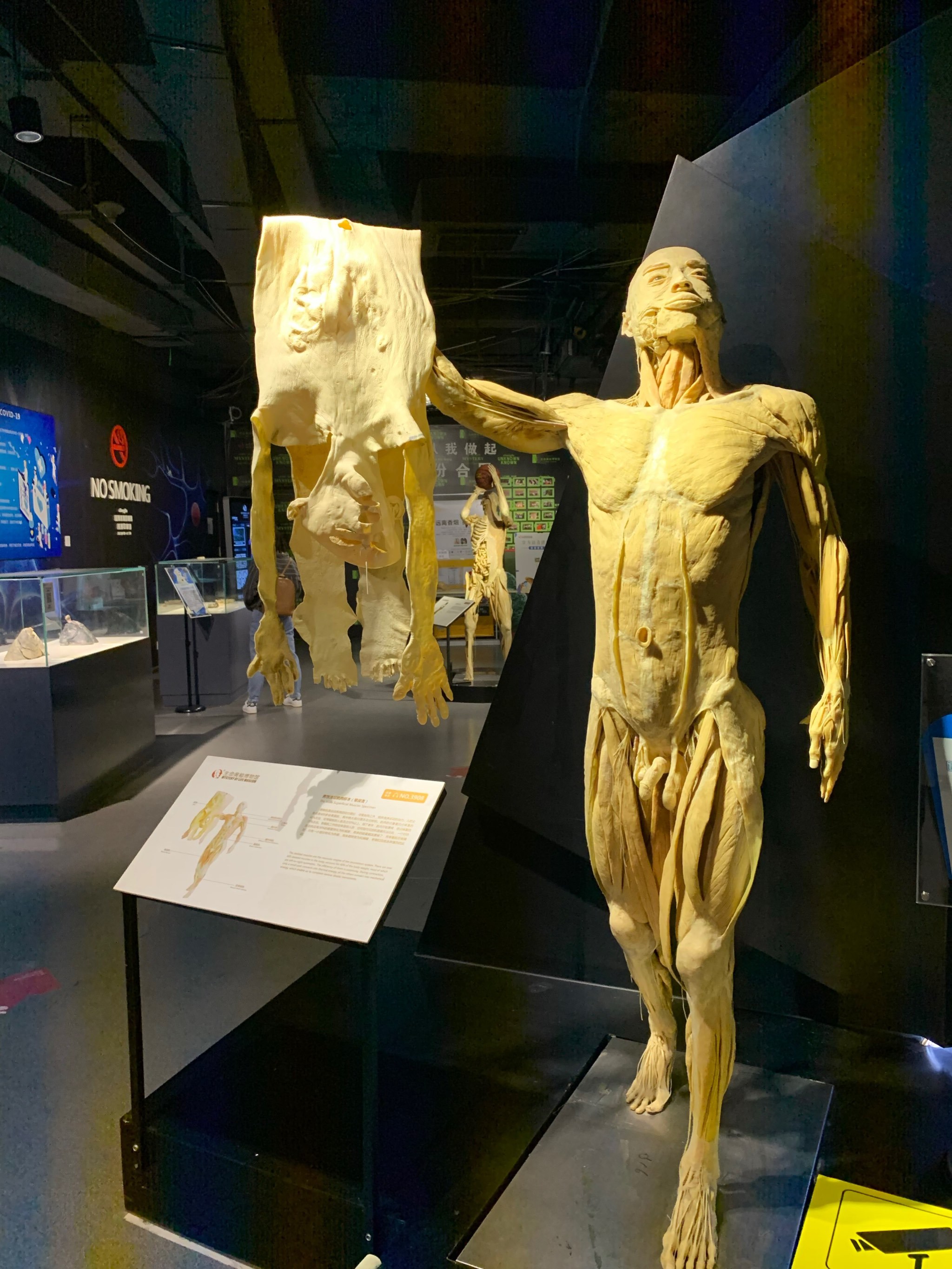 大连人体生命科学展,大连人体博物馆在哪里 大连人体生命科学展,大连人体博物馆在哪里