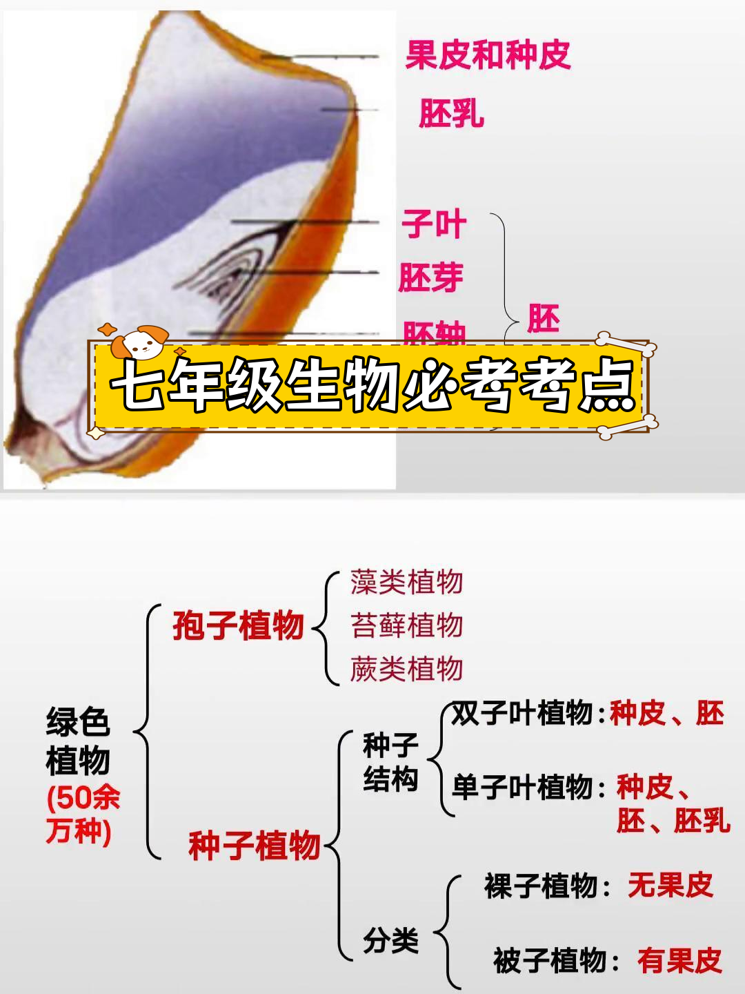 基础生命科学植物,生物学科栽培一种植物绘制自然笔记 基础生命科学植物,生物学科栽培一种植物绘制自然笔记
