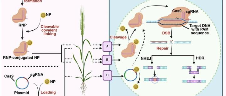 生命科学所解决的问题,生命科学确实有很多未探知的领域 生命科学所解决的问题,生命科学确实有很多未探知的领域