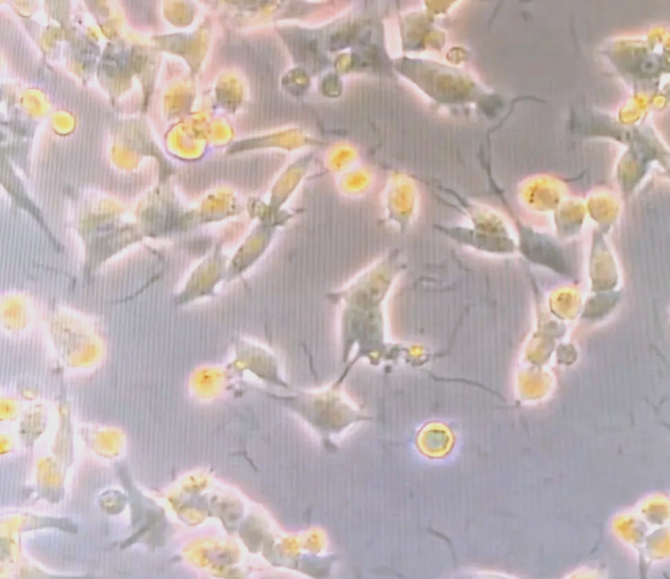 生命科学细胞病毒真菌,生命科学细胞病毒真菌图片 生命科学细胞病毒真菌,生命科学细胞病毒真菌图片