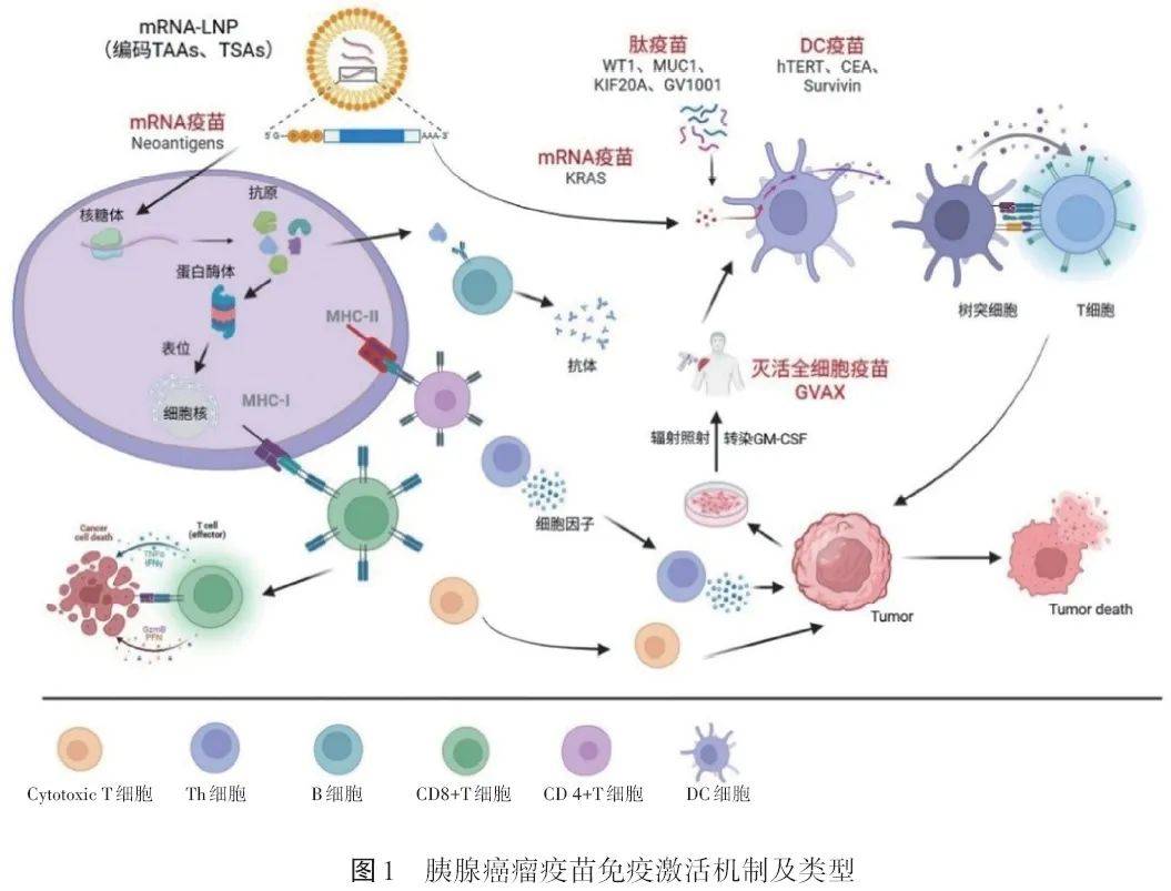 生命科学免疫学,生命科学免疫学实验报告 生命科学免疫学,生命科学免疫学实验报告