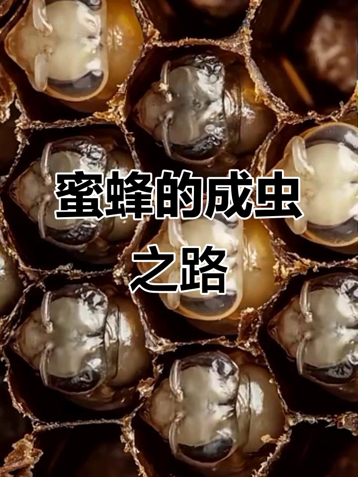 蜜蜂对生命科学的启示,蜜蜂对生命科学的启示是什么 蜜蜂对生命科学的启示,蜜蜂对生命科学的启示是什么