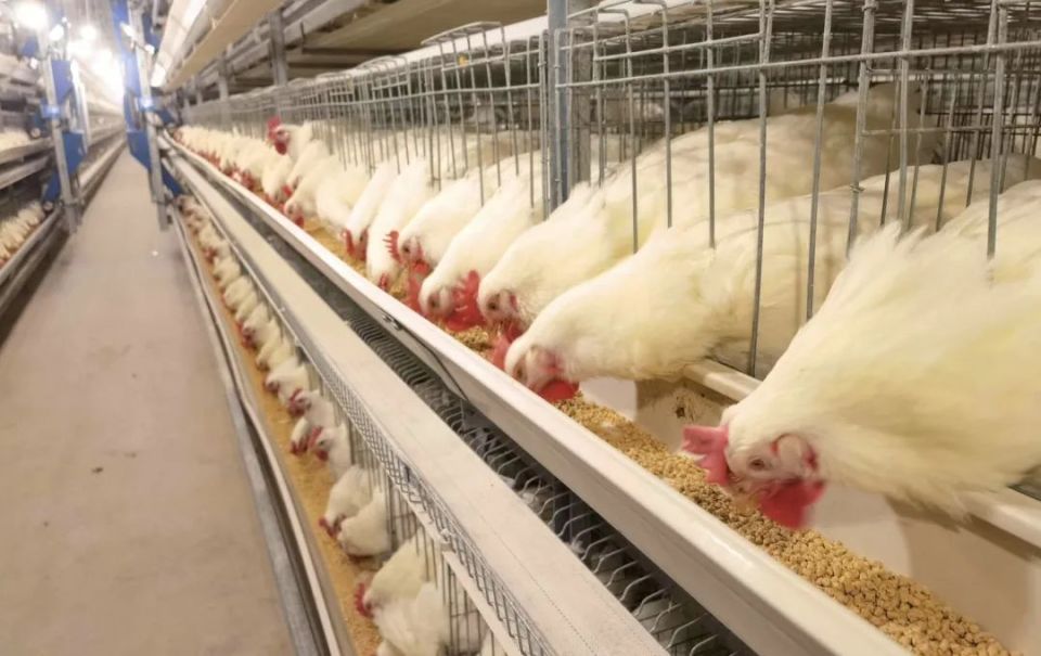 肉鸡产业及其科技前沿,中国肉鸡产品国际贸易研究 肉鸡产业及其科技前沿,中国肉鸡产品国际贸易研究