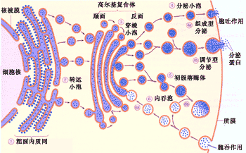 百度生命科学网,百度论坛 银河系的智慧生命 百度生命科学网,百度论坛 银河系的智慧生命