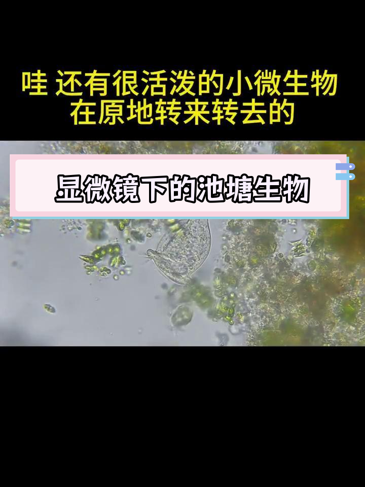 微观世界的生物和物理,微观世界的生物和物理知识 微观世界的生物和物理,微观世界的生物和物理知识